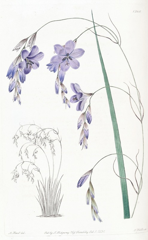 Sydenham Edwards - Pendulous-flowered Sparaxis