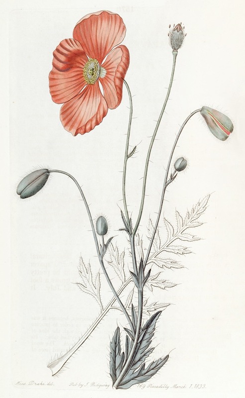Persian Poppy by Sydenham Edwards - Artvee
