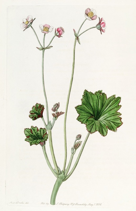Sydenham Edwards - Petaled Begonia