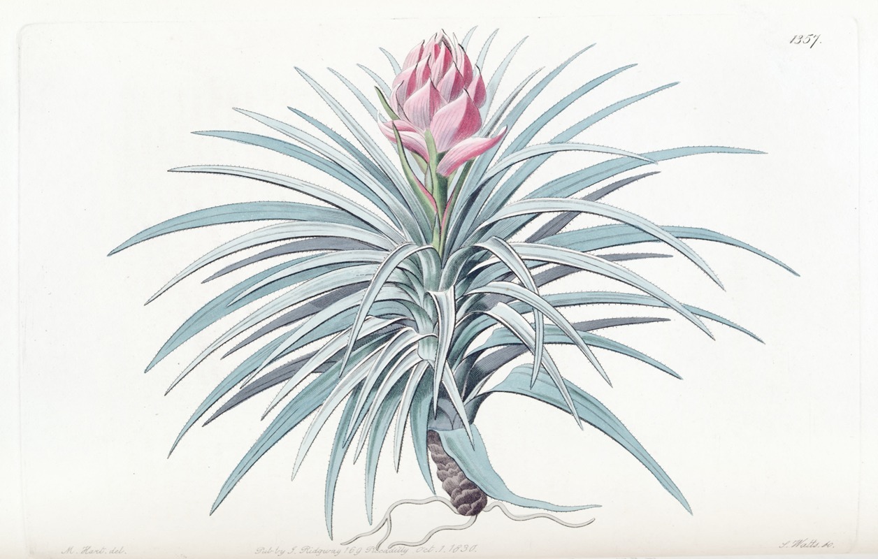 Sydenham Edwards - Pink-headed Tillandsia