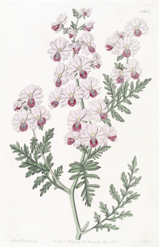 Sydenham Edwards - Pinnated Schizanthus