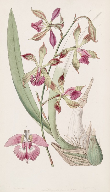 Sydenham Edwards - Plaited-lipped Epidendrum