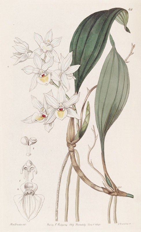 Sydenham Edwards - Pretty Aganisia