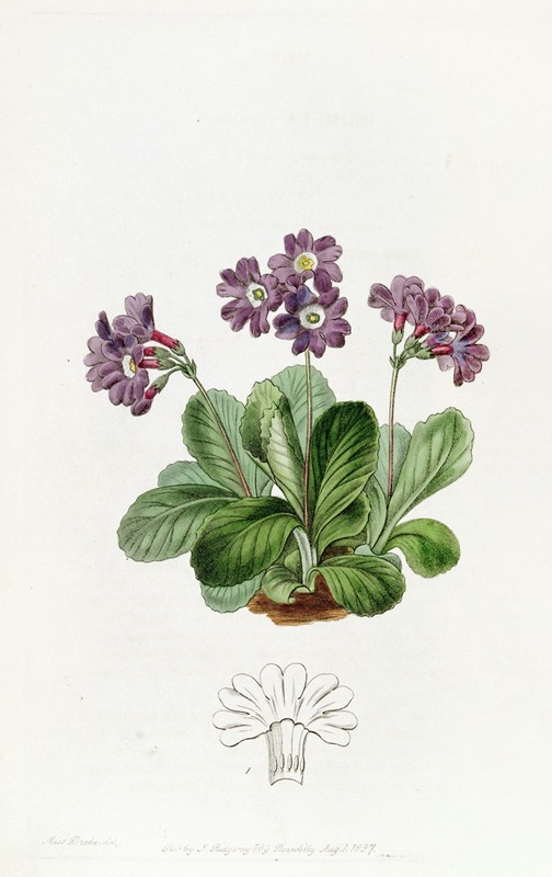 Sydenham Edwards - Purple Auricula