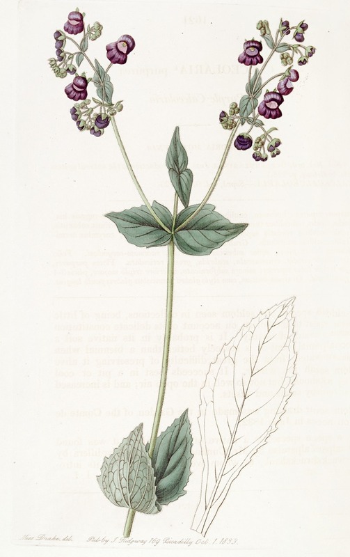 Sydenham Edwards - Purple Calceolaria