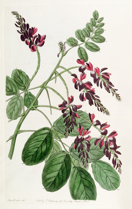 Sydenham Edwards - Purple-flowered Indigo plant