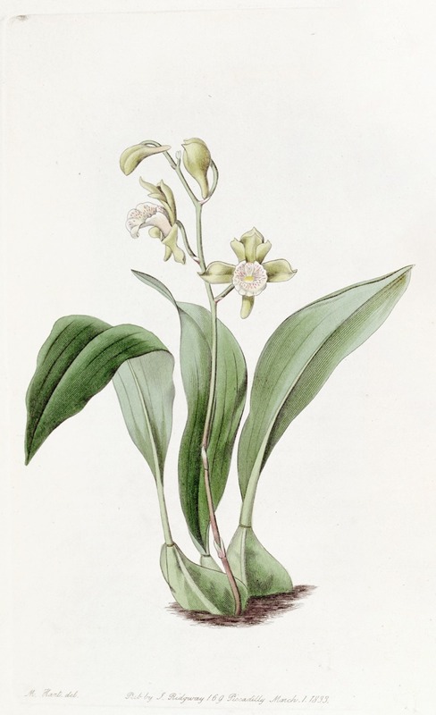 Sydenham Edwards - Raceme-flowered Maxillaria