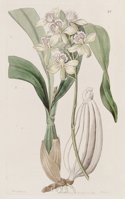 Sydenham Edwards - Ray-flowered Epidendrum