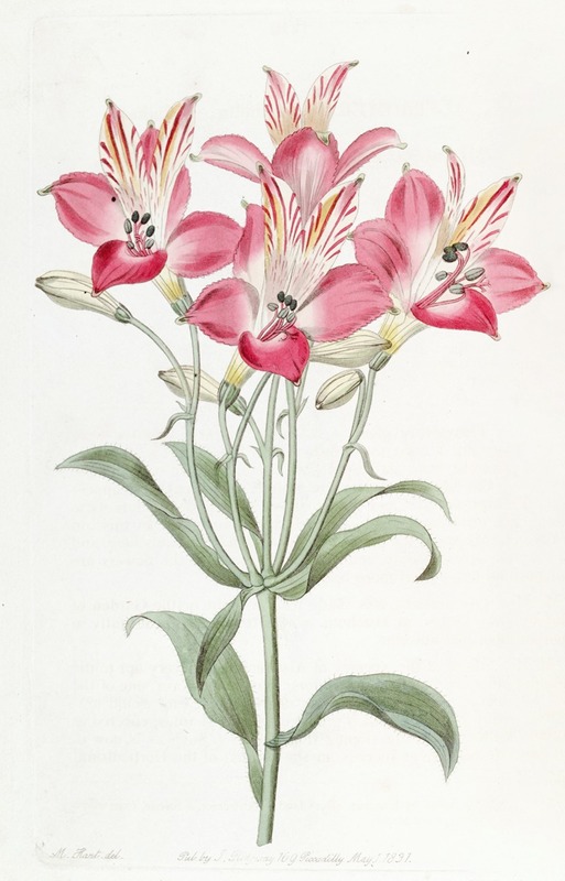Sydenham Edwards - Red Speckled-flowered Alstromeria