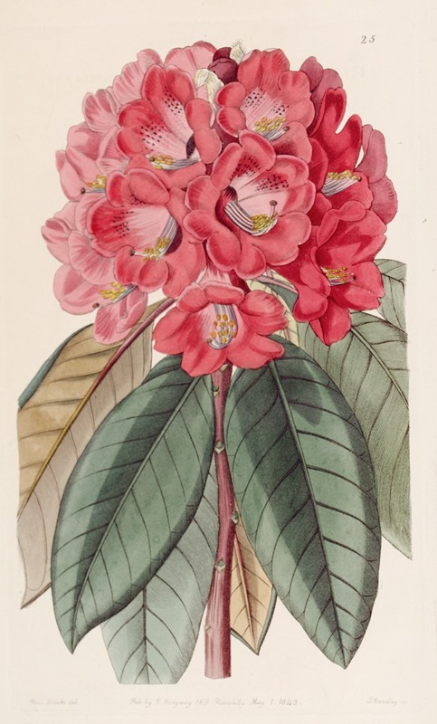 Sydenham Edwards - Rhododendron Rollissonii