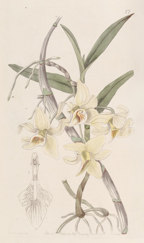 Sydenham Edwards - Rhomb-lipped Dendrobium