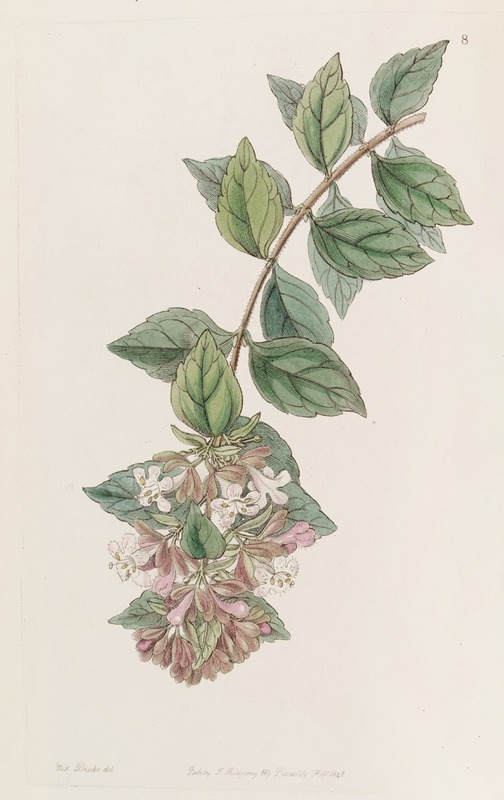 Sydenham Edwards - Rock Abelia