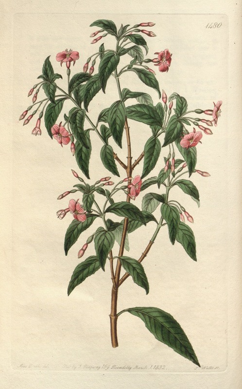 Sydenham Edwards - Rod-branched Fuchsia