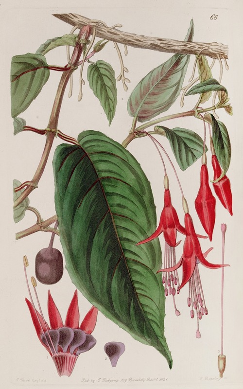 Sydenham Edwards - Rooting Fuchsia