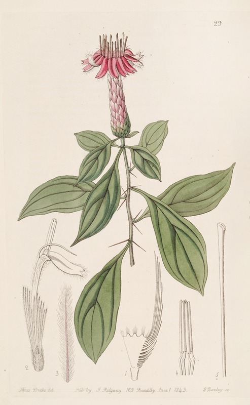 Sydenham Edwards - Rose-coloured Barnadesia