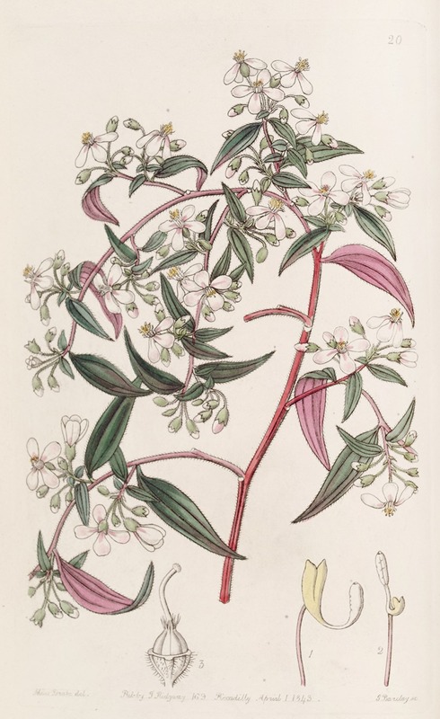 Sydenham Edwards - Rose-coloured Centradenia