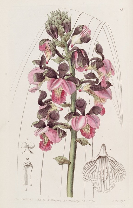 Sydenham Edwards - Rose-coloured Lissochilus