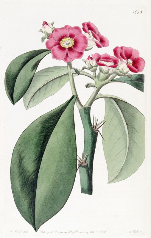 Sydenham Edwards - Rose-coloured Pereskia