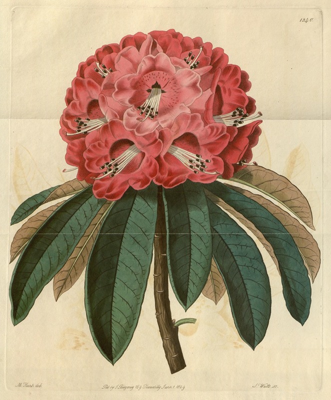 Sydenham Edwards - Rose-coloured Tree Rhododendron