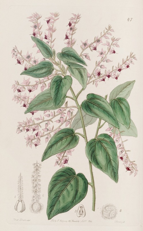 Sydenham Edwards - Rosy-armed Corethrostylis