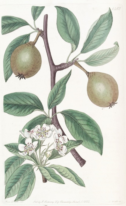 Sydenham Edwards - Sage-leaved Pear