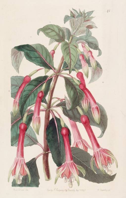Sydenham Edwards - Saw-leaved Fuchsia