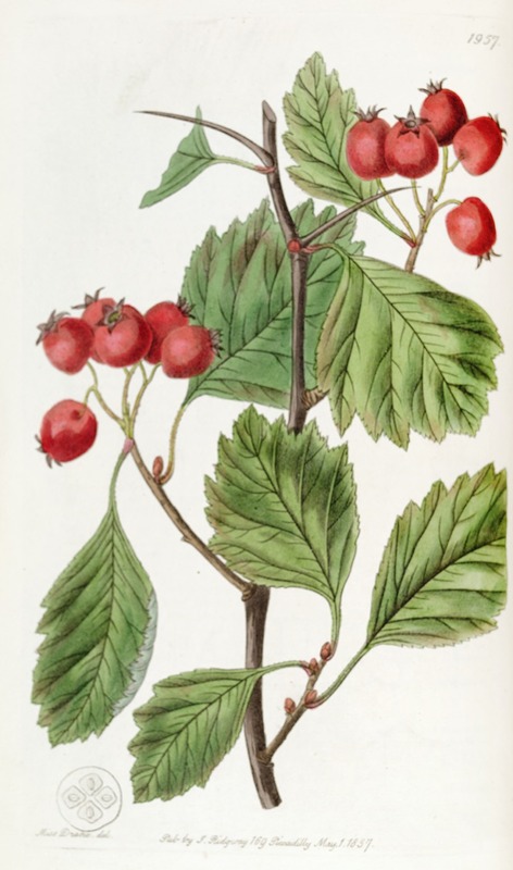 Sydenham Edwards - Scarlet-fruited Hawthorn