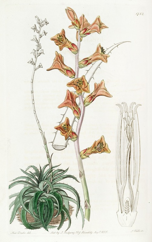 Sydenham Edwards - Scattered-flowered Dyckia
