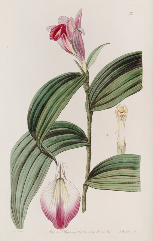 Sydenham Edwards - Sessile-flowered Sobralia