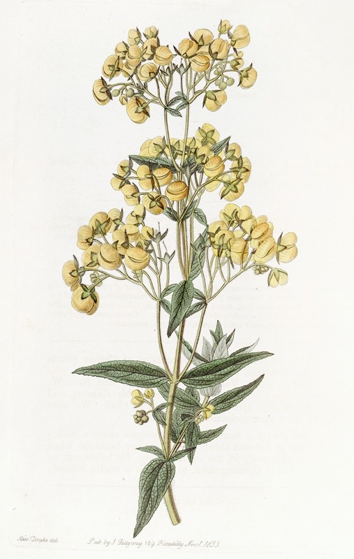 Sydenham Edwards - Sessile-leaved Calceolaria