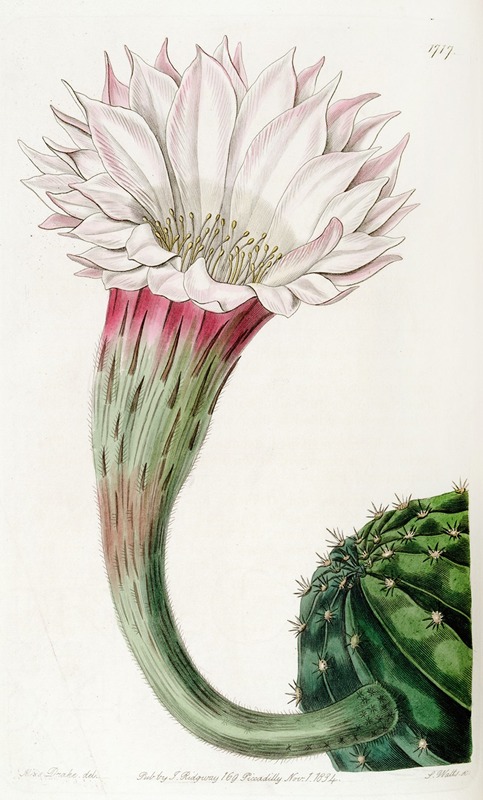 Sydenham Edwards - Sharp-angled spiny Cactus