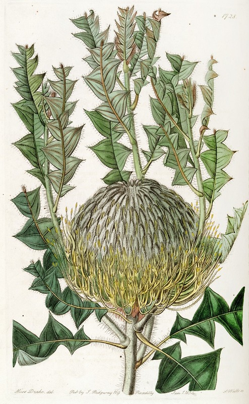 Sydenham Edwards - Shewy Banksia