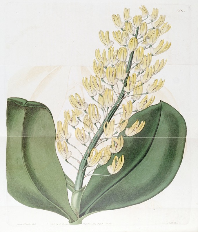 Sydenham Edwards - Shewy Dendrobium