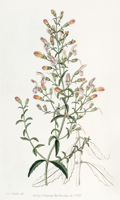 Sydenham Edwards - Short-flowered Pentstemon