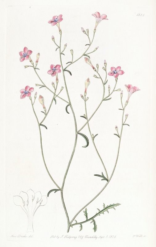 Sydenham Edwards - Slender-flowered Gilia