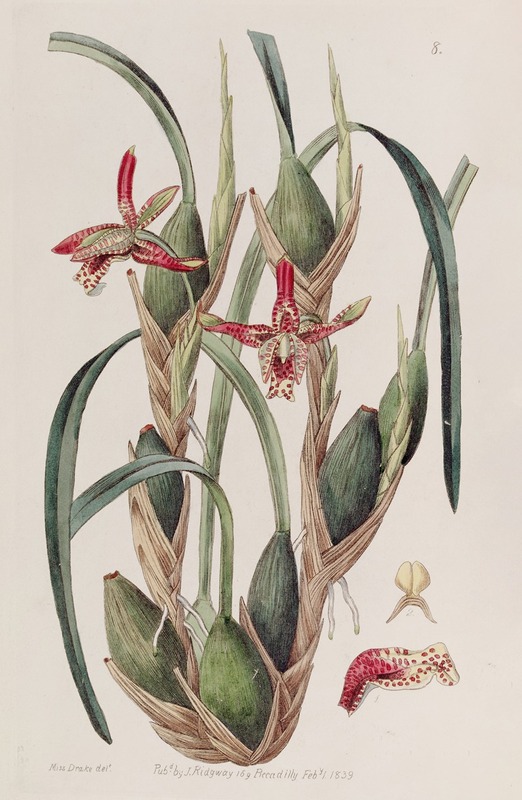 Sydenham Edwards - Slender-leaved Maxillaria