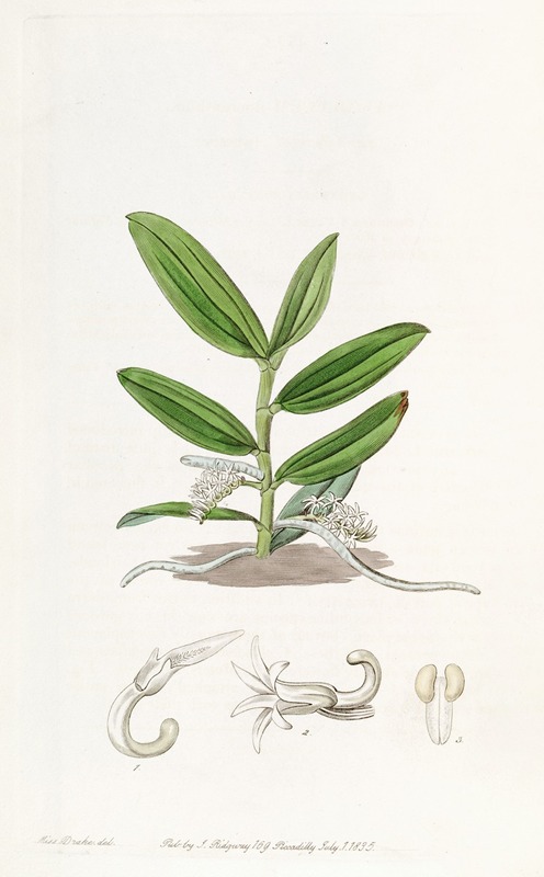 Sydenham Edwards - Small-flowered Angraecum