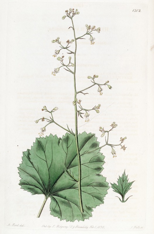 Sydenham Edwards - Small-flowered Heuchera