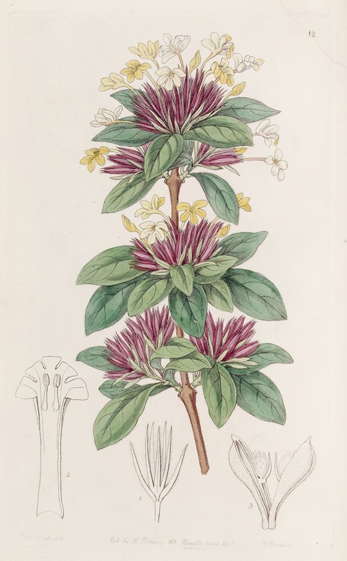 Sydenham Edwards - Small-flowered Lankesteria