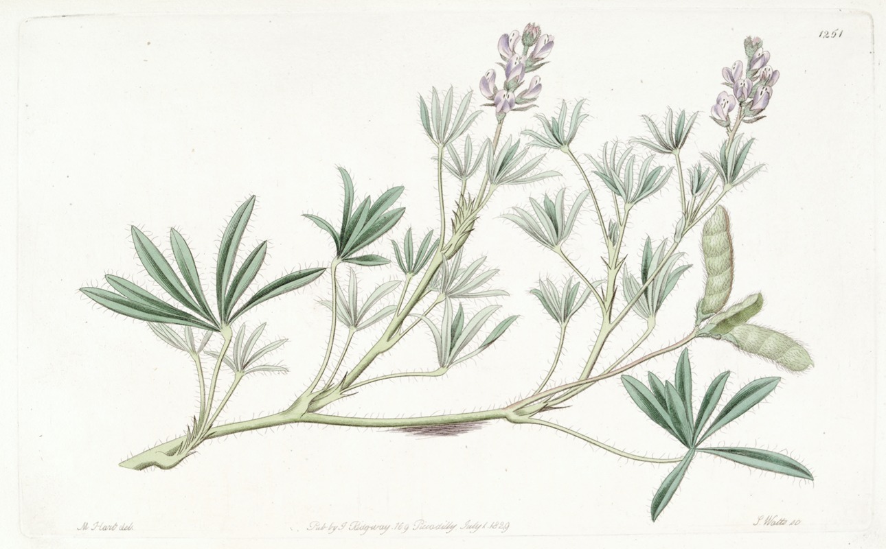 Sydenham Edwards - Small-flowered Lupine