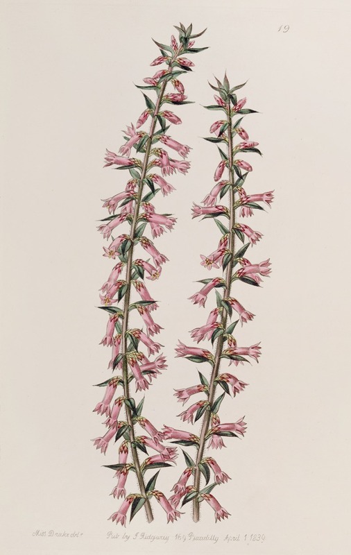 Sydenham Edwards - Small-flowered Pitted Epacris