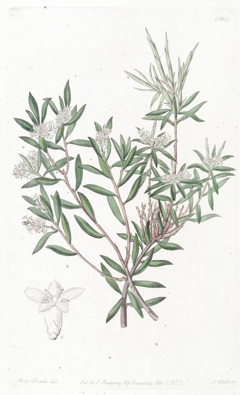 Sydenham Edwards - Small-flowered Whitebeard