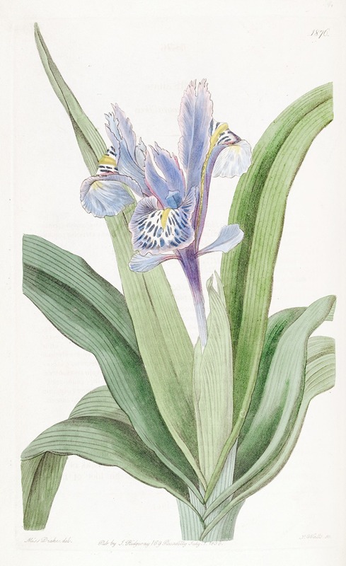 Sydenham Edwards - Small-winged Iris