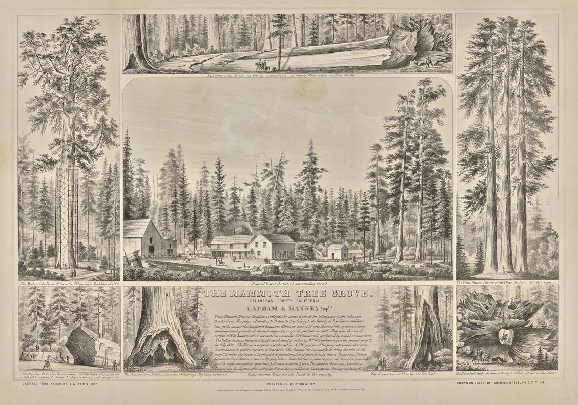 Thomas Almond Ayres - The Mammoth Tree Grove, Calaveras County, California. Lapham & Haynes Proprs.