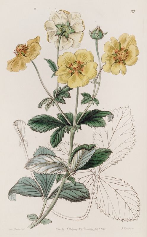 Sydenham Edwards - Specious Cinquefoil