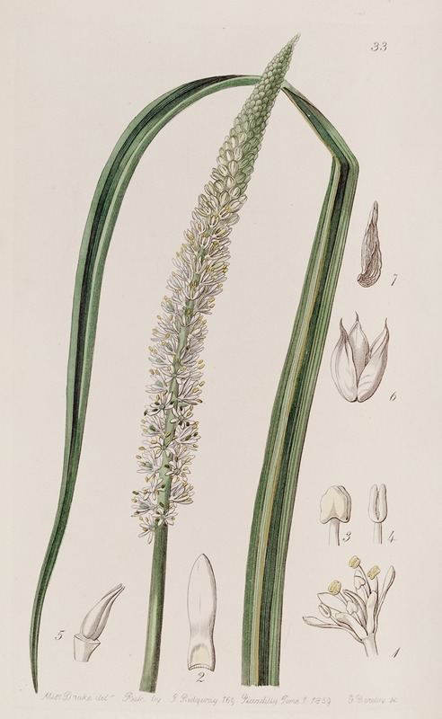 Sydenham Edwards - Spike-flowered Asagraea