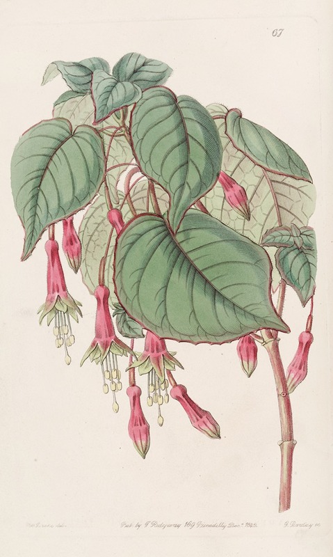 Sydenham Edwards - Splendid Fuchsia