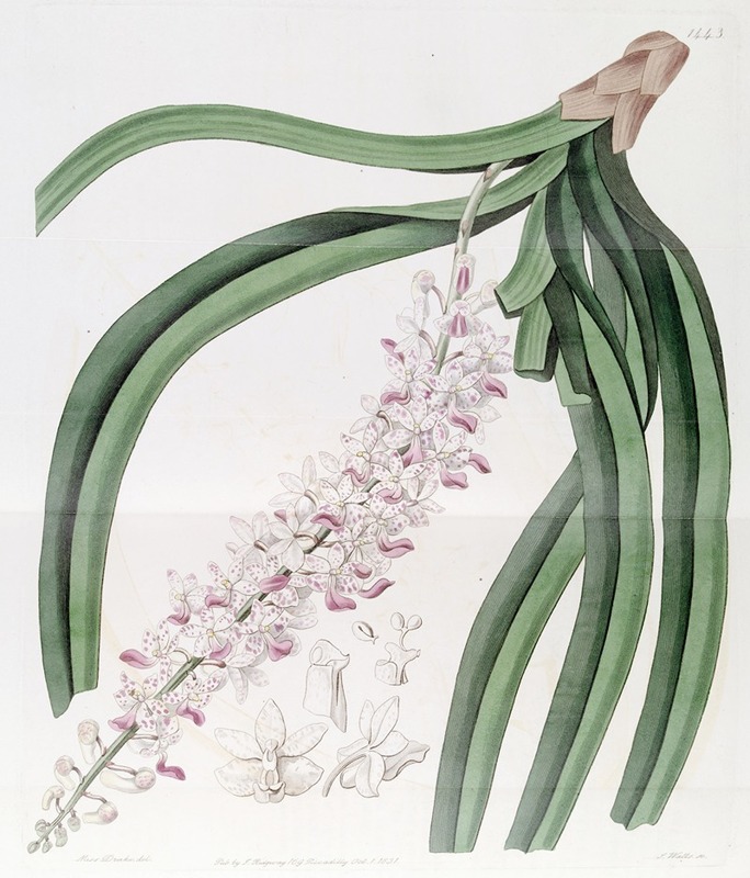 Sydenham Edwards - Spotted-flowered Sarcanthus