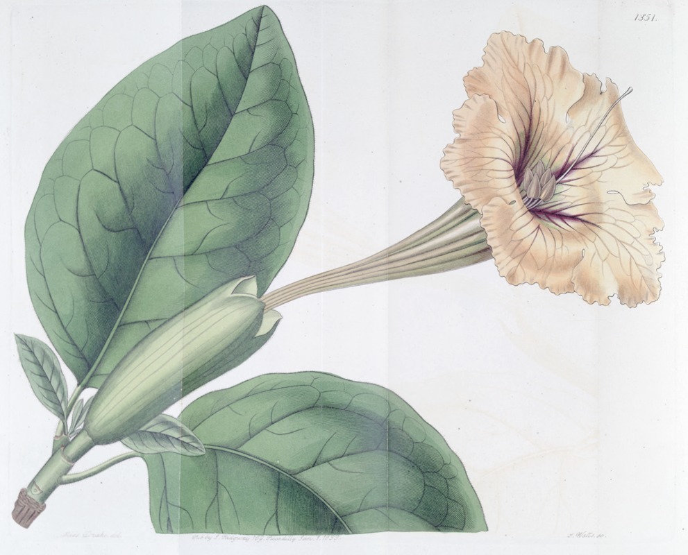 Sydenham Edwards - Spotted-flowered Solandra