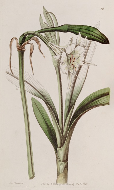 Sydenham Edwards - Stalk-flowered Ismene
